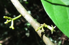 Gomphandra australiana