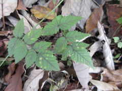 Rubus pungens oldhamii