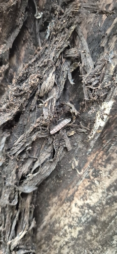 Xylomya czekanovskii
