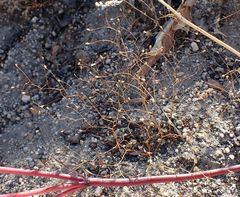 Nemacladus parikhiae