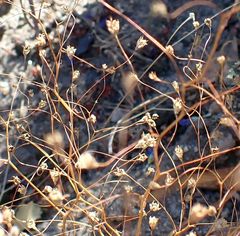 Nemacladus parikhiae