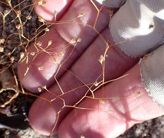 Nemacladus parikhiae