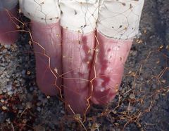 Nemacladus parikhiae