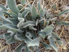 Anchusa strigosa