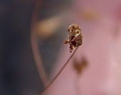 Nemacladus parikhiae