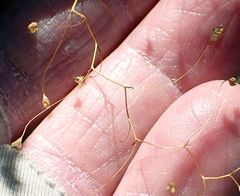 Nemacladus parikhiae