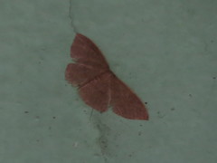 Idaea eremiata