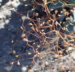 Nemacladus parikhiae