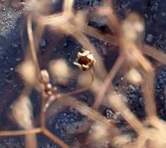 Nemacladus parikhiae