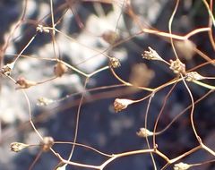 Nemacladus parikhiae