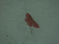 Idaea eremiata
