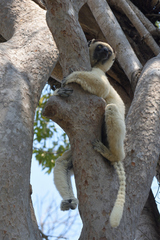 Propithecus verreauxi