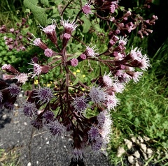 Ageratina deltoidea