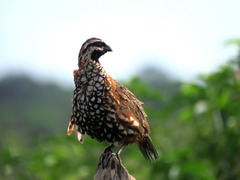 Colinus nigrogularis