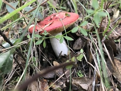 Russula mexicana