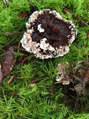 Hydnellum scrobiculatum