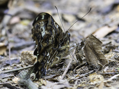 Cream-banded Swallowtail