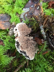 Hydnellum scrobiculatum