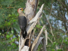 Melanerpes pygmaeus
