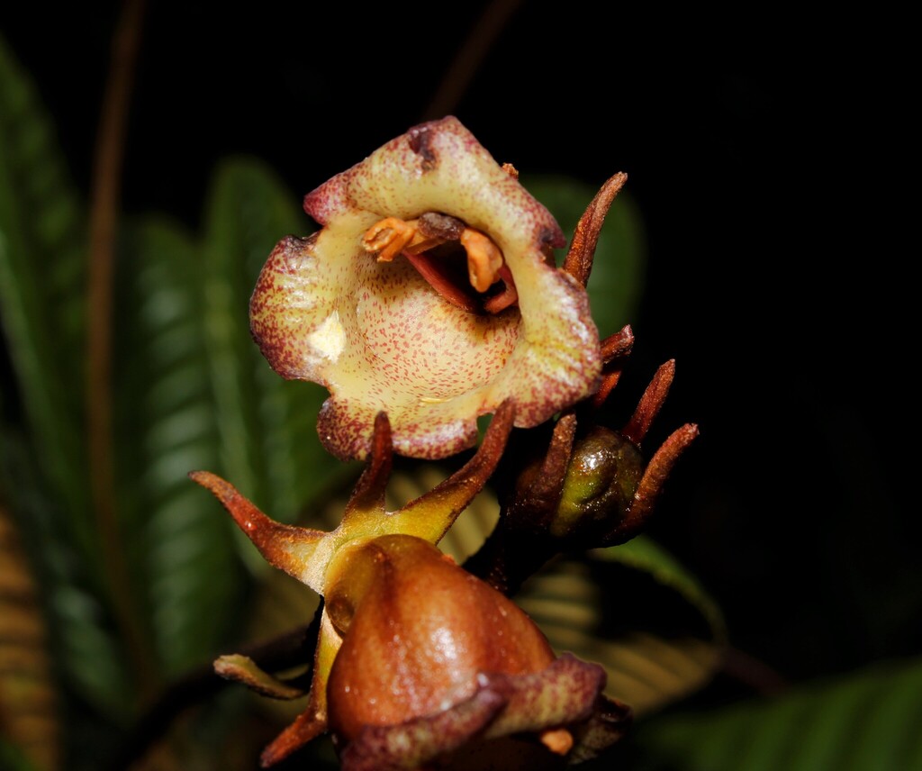 Gesneria quisqueyana