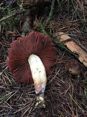 Cortinarius ominosus