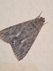 Melipotis acontioides