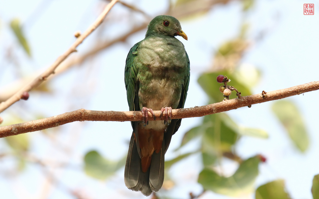Black-chinned Fruit Dove