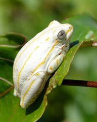 Hyperolius marmoratus taeniatus