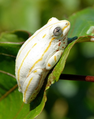 Hyperolius marmoratus taeniatus