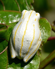 Hyperolius marmoratus taeniatus