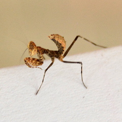 Dystacta