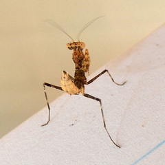 Dystacta