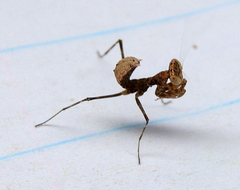 Dystacta