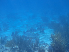 Lutjanus cyanopterus