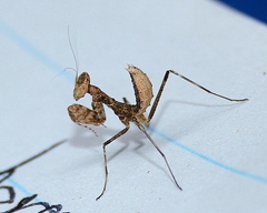 Dystacta