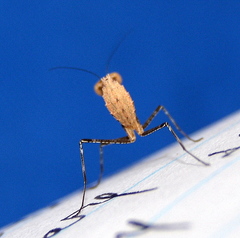 Dystacta