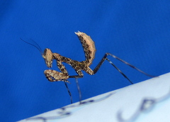 Dystacta