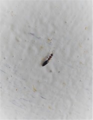 Sclerodermus niveifemur