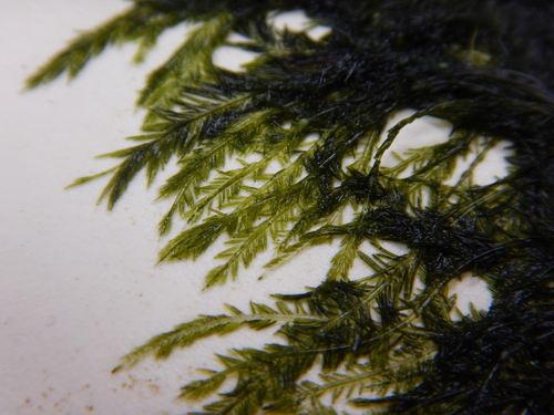 Image of Bryopsis plumosa by (c) Ryan Watson, some rights reserved (CC BY)