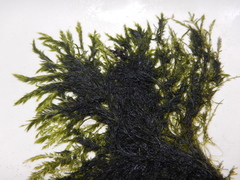 Bryopsis plumosa