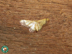 Idaea arhostiodes