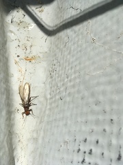 Hesperoperla pacifica