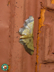 Idaea speciosa