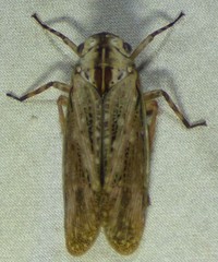 Poblicia texana