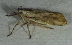 Poblicia texana