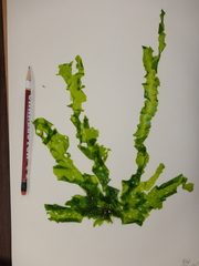 Ulva fasciata