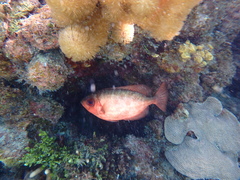 Heteropriacanthus cruentatus