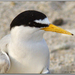 California Least Tern - Photo (c) Alison Sheehey, some rights reserved (CC BY-NC-ND), uploaded by Nature Ali