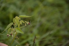 Byttneria herbacea