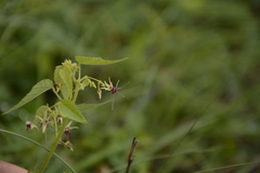 Byttneria herbacea
